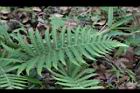 密毛小毛蕨-葉04.JPG