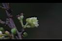 小梗木薑子-花萼0.JPG