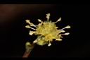 小梗木薑子-雄花13.JPG