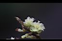小梗木薑子-雌花06.JPG
