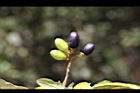 小梗木薑子-實06.JPG
