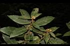小梗木薑子-花苞02.JPG