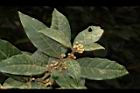 小梗木薑子-花苞03.JPG