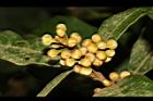 小梗木薑子-花苞11.JPG