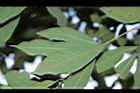 小梗木薑子-葉01.JPG