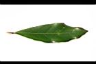 小梗木薑子-葉正01.JPG