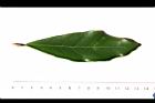 小梗木薑子-葉正02.JPG