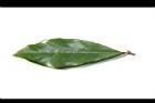 小梗木薑子-葉正19.JPG