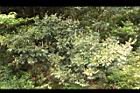 小梗木薑子-葉芽01.JPG