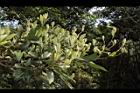 小梗木薑子-葉芽09.JPG