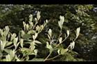 小梗木薑子-葉芽10.JPG