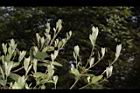 小梗木薑子-葉芽11.JPG