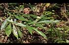 小梗木薑子-雄花00.JPG