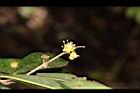 小梗木薑子-雄花02.JPG