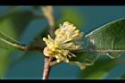 小梗木薑子-雄花03.JPG