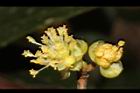 小梗木薑子-雄花04.JPG