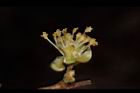 小梗木薑子-雄花08.JPG