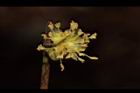 小梗木薑子-雄花09.JPG