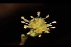 小梗木薑子-雄花11.JPG