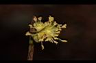 小梗木薑子-雄花12.JPG