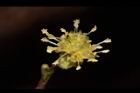 小梗木薑子-雄花14.JPG