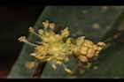 小梗木薑子-雄花16.JPG