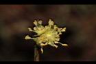 小梗木薑子-雄花18.JPG