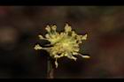 小梗木薑子-雄花19.JPG