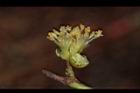 小梗木薑子-雄花20.JPG