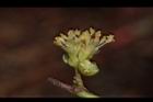 小梗木薑子-雄花21.JPG