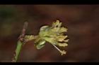 小梗木薑子-雄花22.JPG