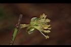 小梗木薑子-雄花23.JPG