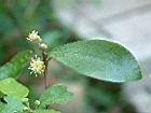 小梗木薑子-雄花38.JPG
