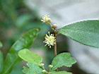 小梗木薑子-雄花40.JPG