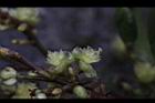 小梗木薑子-雌花00.JPG