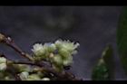 小梗木薑子-雌花02.JPG