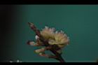 小梗木薑子-雌花04.JPG