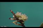 小梗木薑子-雌花05.JPG