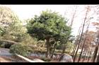 小梗木薑子09.JPG
