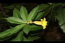 小花黃蟬-花00.JPG