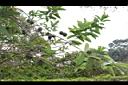 小花黃蟬08.JPG