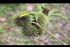 小花黃蟬-實02.jpg