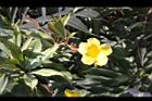 小花黃蟬-花07.jpg