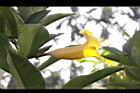 小花黃蟬-花08.jpg