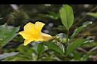 小花黃蟬-花22.JPG