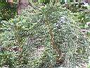 南洋杉-葉4.JPG