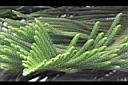 小葉南洋杉-葉形15.JPG
