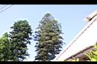 小葉南洋杉-花03.JPG