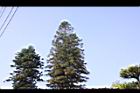 小葉南洋杉-花04.JPG