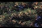 小葉南洋杉-花10.JPG